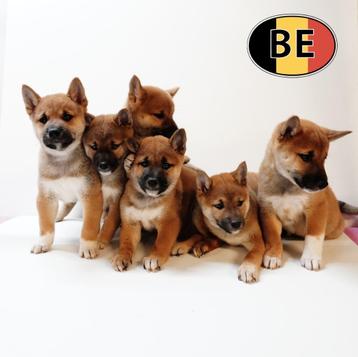 Prachtige Shiba Inu-puppy’s te koop beschikbaar voor biedingen