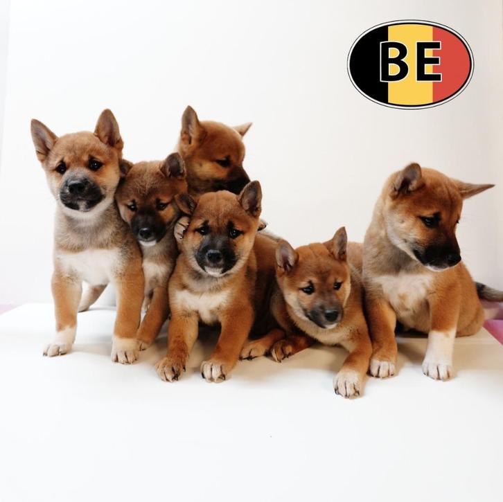 Prachtige Shiba Inu-puppy’s te koop, Dieren en Toebehoren, Honden | Poolhonden, Keeshonden en Oertypen, Meerdere dieren, Overige rassen