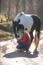 Pensionstal/weide gezocht!, Dieren en Toebehoren, Weidegang, 1 paard of pony