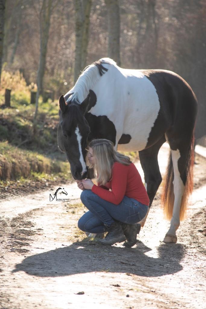 Pensionstal/weide gezocht!, Dieren en Toebehoren, Stalling en Weidegang, Stalling, Weidegang, 1 paard of pony