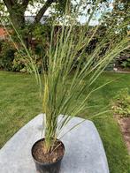 Panicum Northwind, Ophalen, Halfschaduw