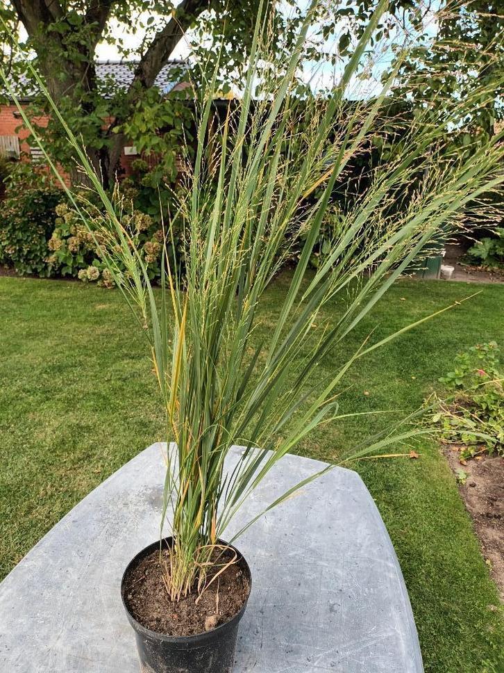 Panicum Northwind, Tuin en Terras, Planten | Tuinplanten, Halfschaduw, Ophalen