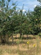 appelen en peren, Tuin en Terras, Ophalen, 400 cm of meer, Appelboom