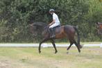Chique 5jarige merrie Thio x Last Man Standing, Dieren en Toebehoren, Paarden, Merrie