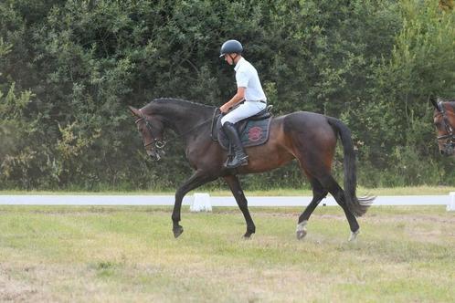 Chique 5jarige merrie Thio x Last Man Standing, Dieren en Toebehoren, Paarden, Merrie