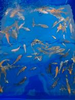 Koi 7-10cm, Dieren en Toebehoren