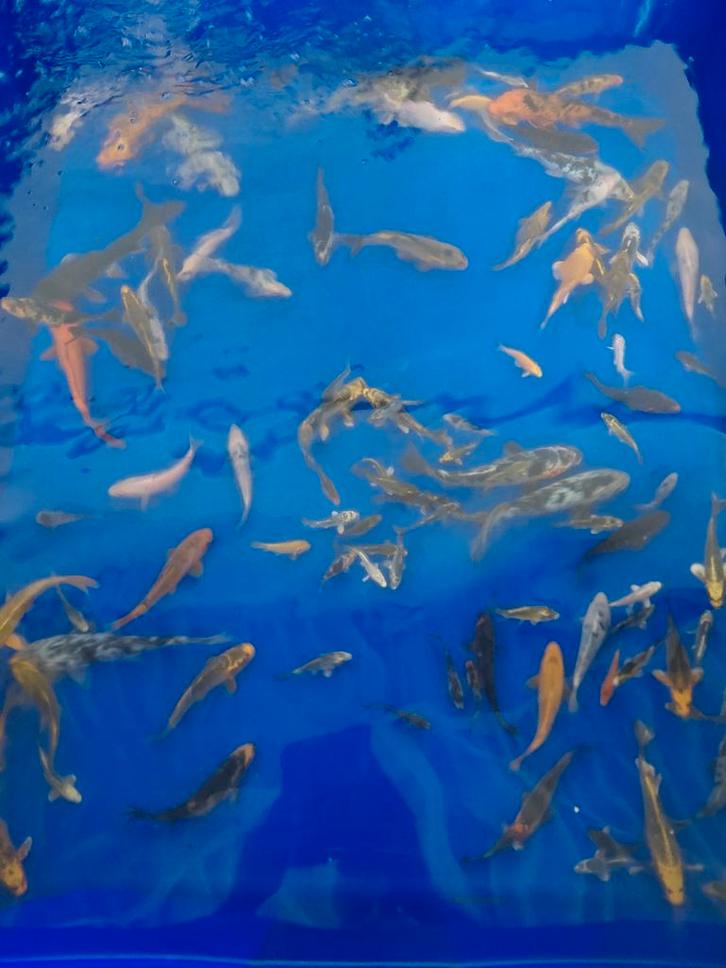 Koi 7-10cm, Dieren en Toebehoren, Vissen | Vijvervissen