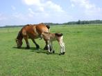 dieren en toebehoren, Dieren en Toebehoren, Paarden, Merrie, Niet van toepassing, Gechipt, 7 tot 10 jaar