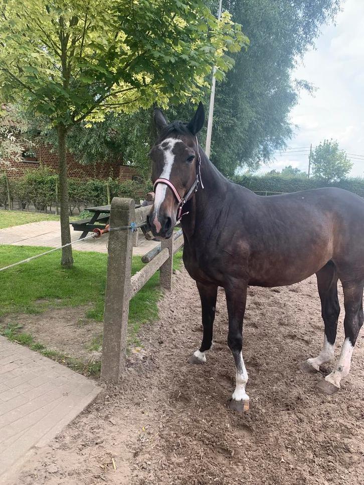 Twee leuke paarden, Dieren en Toebehoren, Pony's, Merrie, Zadelmak