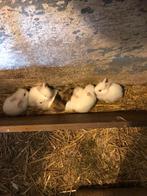 Dwerg konijnen Gratis, Dieren en Toebehoren, Juni, Meerdere dieren, Overige typen, Tam