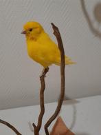 Taxidermie opgezette vogel, Enlèvement ou Envoi, Neuf, Oiseaux, Animal empaillé