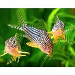 GEZOCHT Corydora's Sterbai, Dieren en Toebehoren