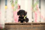 Ruwharige Dwergteckel pups, DNA getest, Dieren en Toebehoren, Honden | Teckels en Dashonden, België, CDV (hondenziekte), 8 tot 15 weken