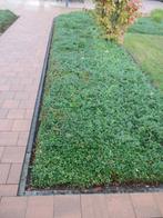 Gratis: Bodembedekker: Cotoneaster, Ophalen, Vaste plant, Bodembedekkers
