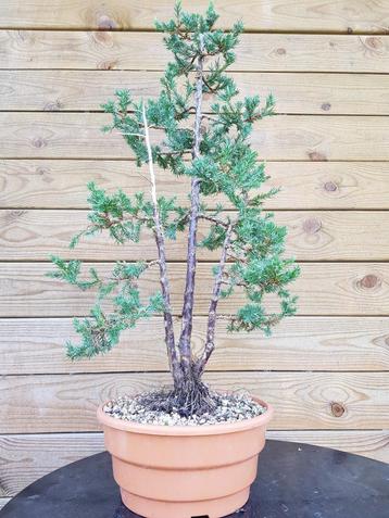 Pre-bonsai: Juniperus communis – Jeneverbes – Genévrier beschikbaar voor biedingen