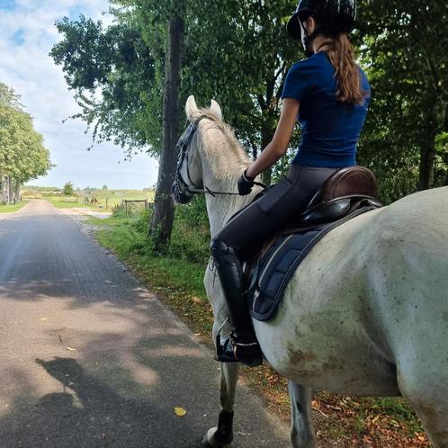 Lieve bwp ruin, Dieren en Toebehoren, Paarden, Ruin, Niet van toepassing, 160 tot 165 cm, 7 tot 10 jaar, Recreatiepaard, Met stamboom