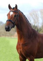 All-Round Knappe D-pony, Gechipt, Ruin, Springpony, L