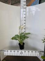 Hosta 'Elegans'. Vaste Plant, Ophalen, Vaste plant