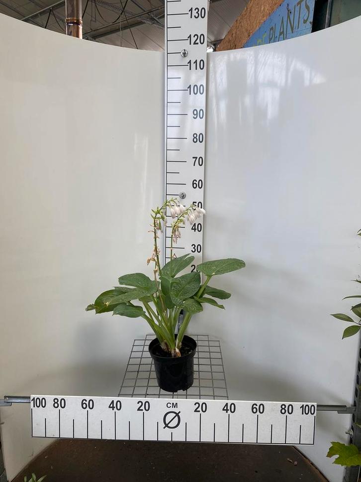 Hosta 'Elegans'. Vaste Plant, Tuin en Terras, Planten | Tuinplanten, Vaste plant, Ophalen