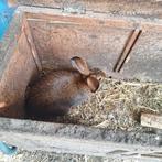 BELGISCHE HAAS RAMMELAAR, Dieren en Toebehoren, Konijnen, Mannelijk, 0 tot 2 jaar
