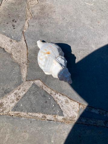 Vintage echte schelp beschikbaar voor biedingen