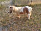 Te koop aangeboden: Bonte mini shetlandpony hengst, Dieren en Toebehoren, Gechipt, Hengst, A pony (tot 1.17m), Onbeleerd