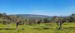 Spanje/Extremadura/Land met productieve olijfbomen/84.000€, 45 m², Woonhuis, Spanje, Landelijk