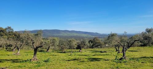Spanje/Extremadura/Land met productieve olijfbomen/84.000€, Immo, Buitenland, Spanje, Woonhuis, Landelijk