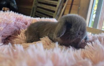 Choco minilop rammelaartje beschikbaar voor biedingen