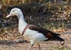 Cherche male radjah, Dieren en Toebehoren, Pluimvee