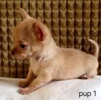 Chihuahua pup reutje (kortharig), Dieren en Toebehoren, België, Particulier, Reu, CDV (hondenziekte)