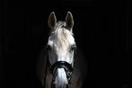 Trainer & Opleider van Paarden