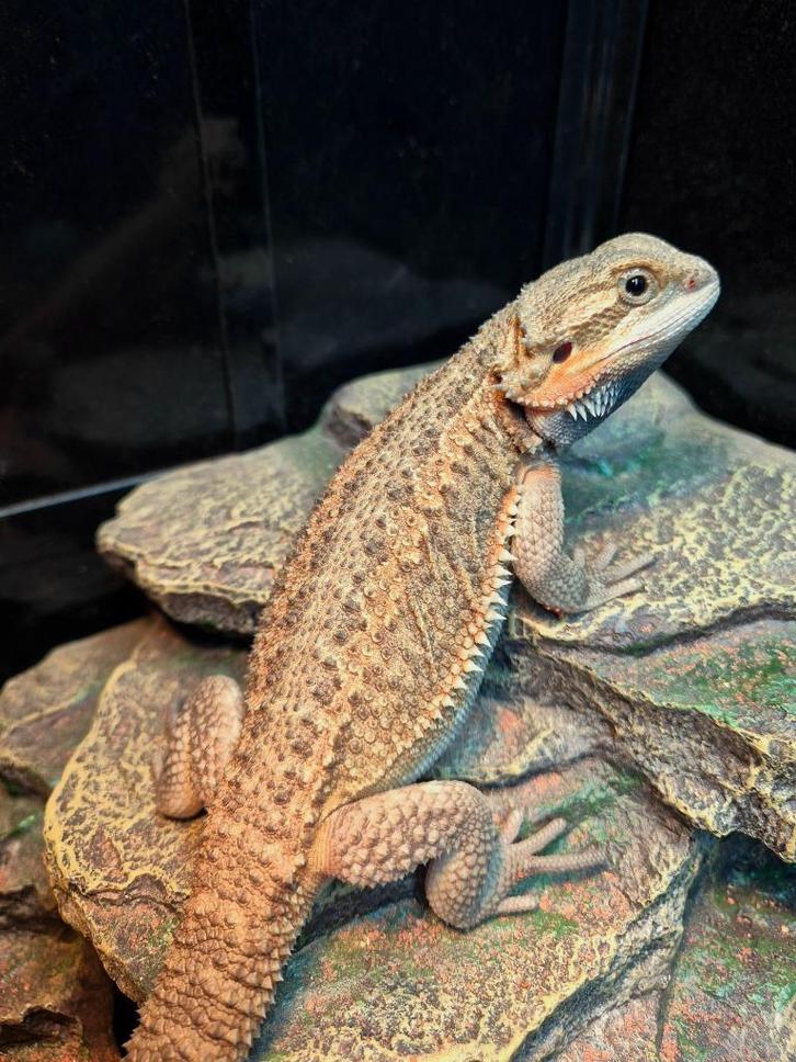 Baardagaam transulent, Dieren en Toebehoren, Reptielen en Amfibieën, Overige soorten, 0 tot 2 jaar, Tam