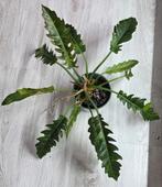 Philodendron ring of fire, Enlèvement