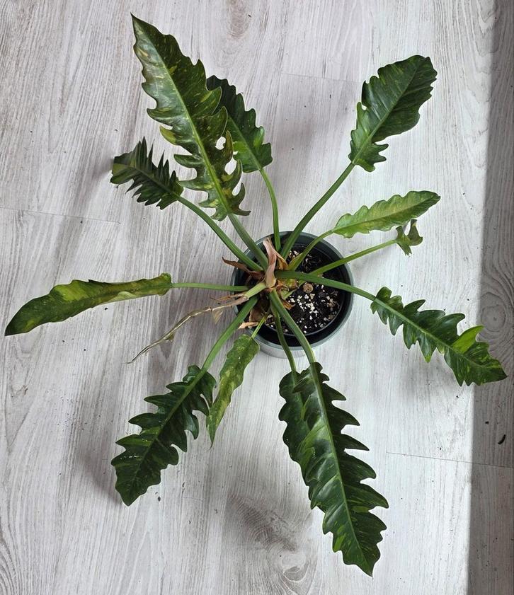 Philodendron ring of fire, Maison & Meubles, Plantes d'intérieur, Enlèvement