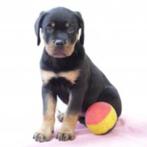 Mooie, stevige Rottweiler pups te koop (Belgisch), België, Handelaar, CDV (hondenziekte), 8 tot 15 weken