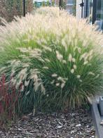 Siergrassen te koop (lampenpoetser), Tuin en Terras, Planten | Tuinplanten, Ophalen, Siergrassen