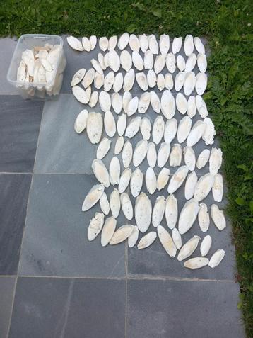 Zeeschuim cuttlebone
Beschikbaar op 1080 Bruxelles in de buu beschikbaar voor biedingen