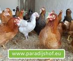 legkippen @ paradijshof, Poule ou poulet, Plusieurs animaux