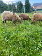 Ardense voskop Rammen, Dieren en Toebehoren, Schapen, Geiten en Varkens