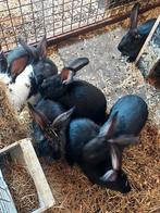 Vleeskonijnen, Dieren en Toebehoren, Meerdere dieren, Groot, 0 tot 2 jaar