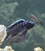 Cynothylapia ndonga deep malawi cichliden, Dieren en Toebehoren, Vissen | Aquariumvissen, Vis, Zoetwatervis
