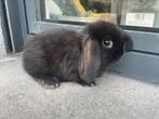 Minilop konijntje, Dieren en Toebehoren, Konijnen