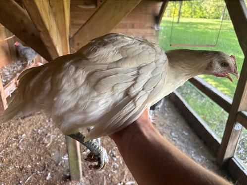 Poule de Bresse, Dieren en Toebehoren, Pluimvee, Kip, Meerdere dieren