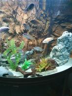 10tal jong volwassen blauwgele Malawi cichliden, Dieren en Toebehoren, Vissen | Aquariumvissen