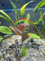 Koppel dwerggoerami aquariumvisjes, Dieren en Toebehoren