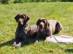 Duitse staande korthaar - Pups, Dieren en Toebehoren, Honden | Setters en Staande honden, Duitse Staande hond, België, Fokker | Hobbymatig
