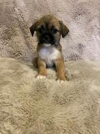 Boomertje shih-tzu x chihuahua reutje, Dieren en Toebehoren, België, Fokker | Hobbymatig, CDV (hondenziekte), 8 tot 15 weken