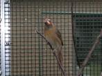 Rode Kardinaal  (pop), Dieren en Toebehoren, Geringd