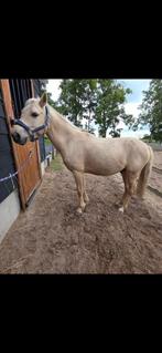 Tekoop C pony, Dieren en Toebehoren